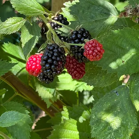 Dornroeschen-loft * Marienberg